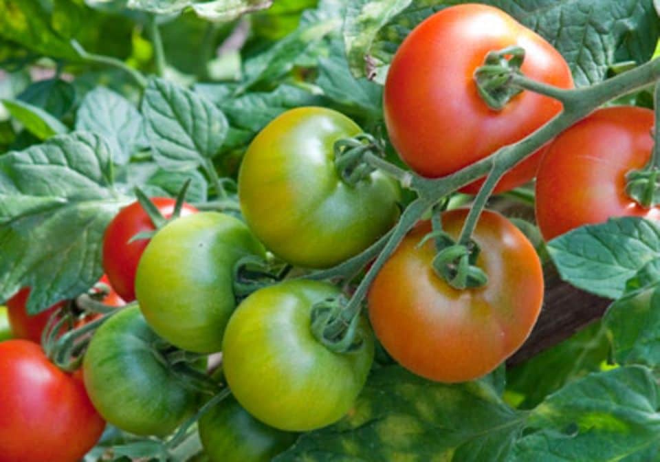 Tomaten sind ein beliebtes Balkongemüse.