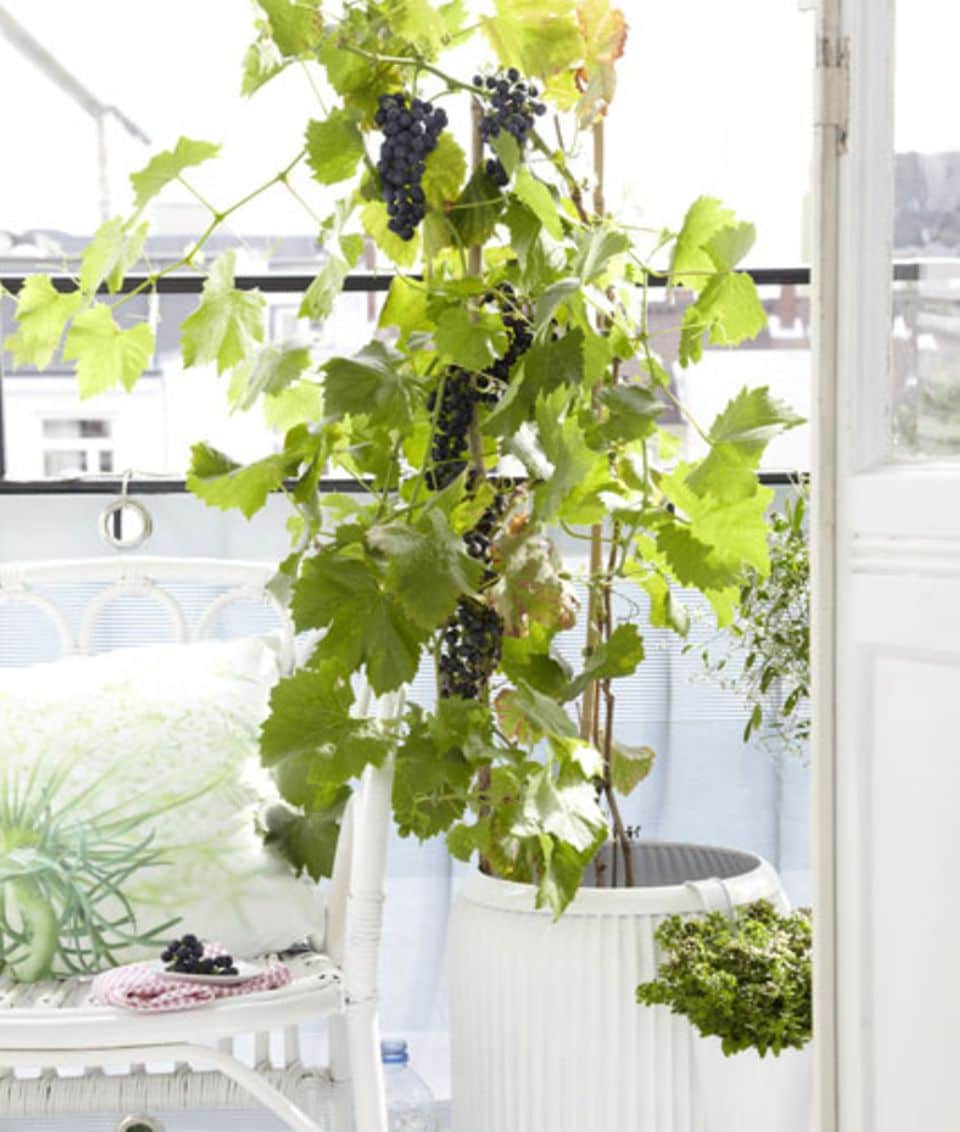 Balkongemüse: Wein in einem weißen Pflanzkübel