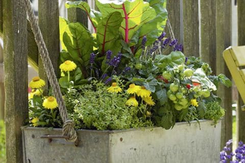 Gemüsegarten in XXS: Mit diesem Blumenkasten können Sie frische Vitamine auf dem Balkon ernten.