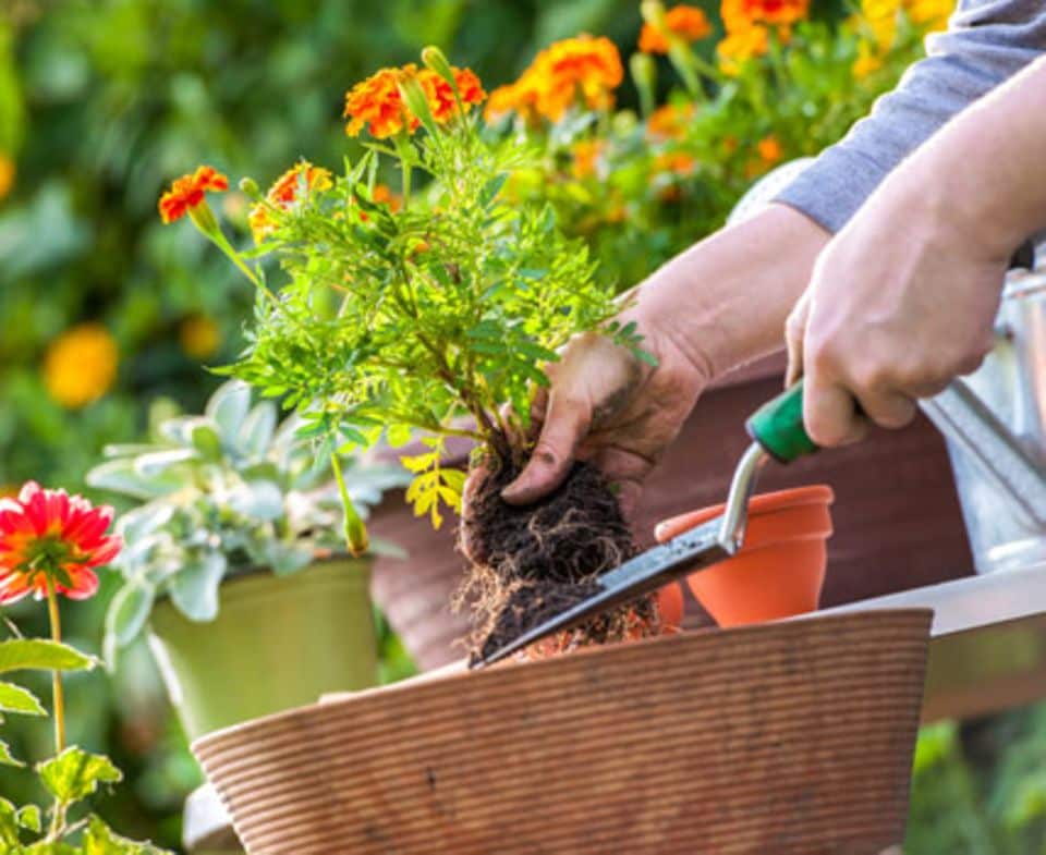 Setzen Sie Balkonpflanzen nur in hochwertige Blumenerde, das macht sich bezahlt!