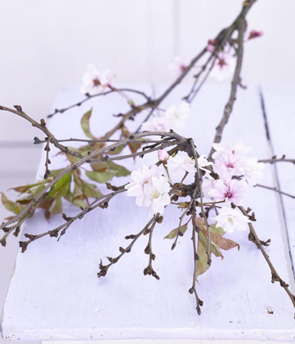 Ob in der Vase oder als Tischdeko: Blühende Frühlingszweige machen so richtig Lust auf Frühling.