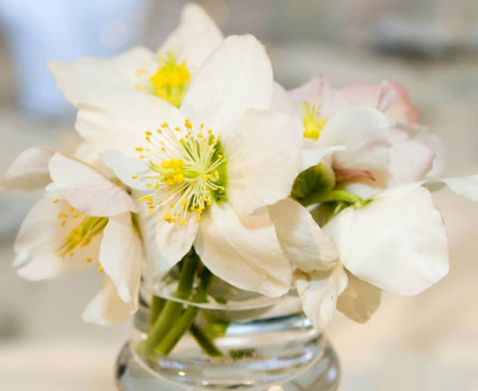Eine Christrose ist eine perfekte Vasenblume, die mit ihren weißen Blüten für gute Laune an dunklen Wintertagen sorgt.