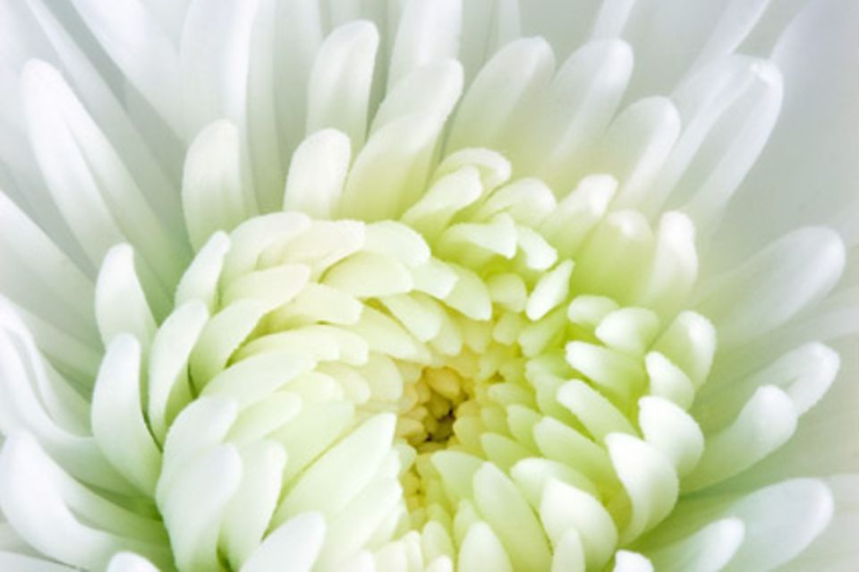 Chrysanthemen: damit sich die Blüte opulent entwickeln kann, werden Seitentriebe laufend abgeknipst.