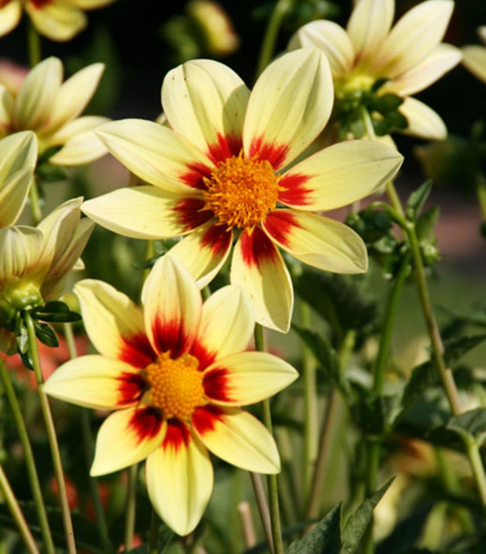 Dahlien mit einfachen Blüten sind ideale Nährpflanzen für Insekten. Foto: IZB.