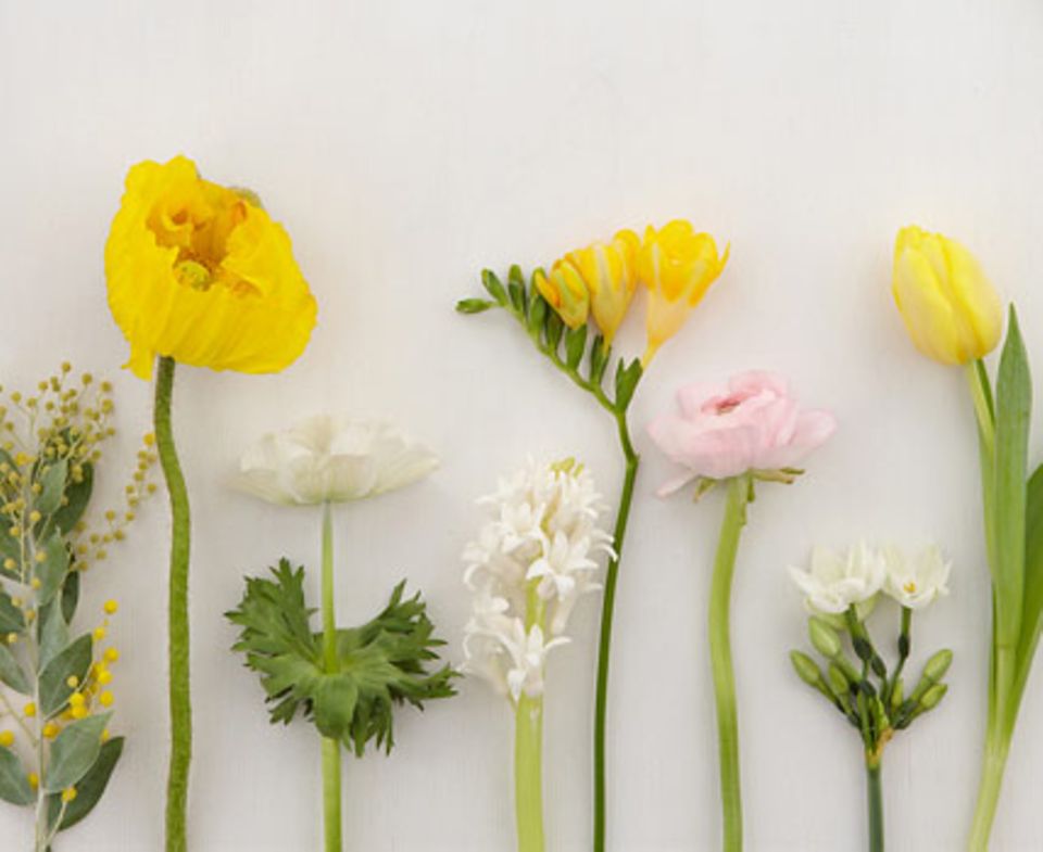 Frühlingsstrauß aus Freesien, Islandmohn und Tulpen