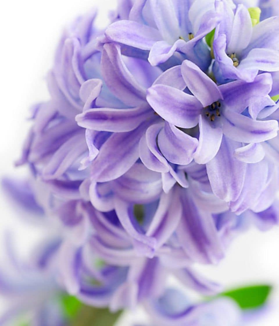 Raumduft: aus den kleinen Blütensternen verströmen Hyazinthen ihr süßes Parfüm.