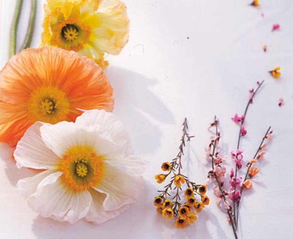 Frühlingsstrauß aus Islandmohn, Wachsblumen und Ginster