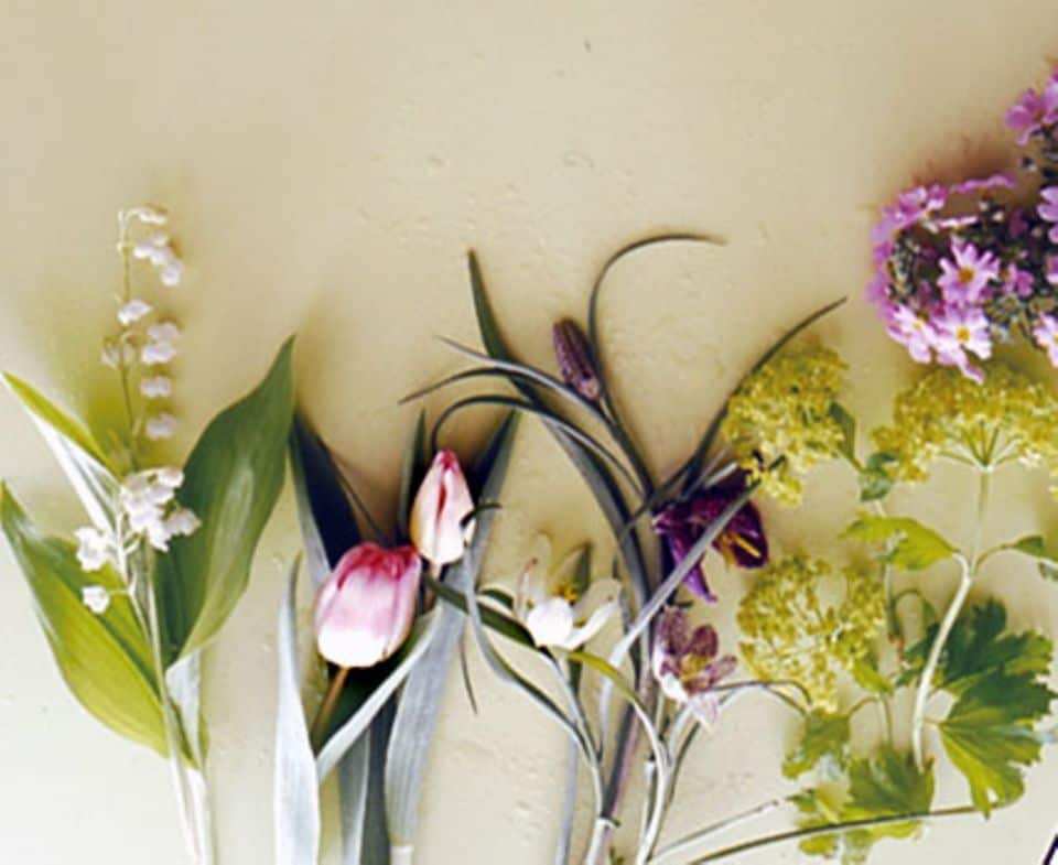 Zu unserem Strauß gehören: Maiglöckchen, Tulpen, Schachbrettblumen, Schneeball, Fliederprimel (von links nach rechts).