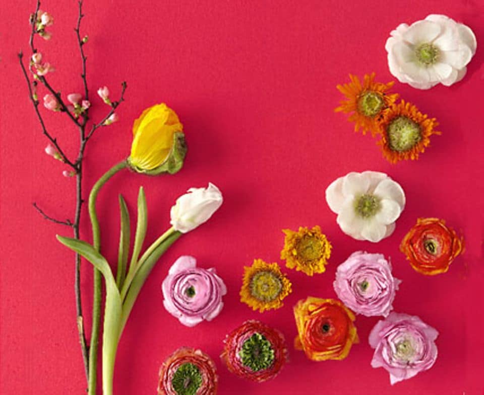 Zu Nemos Reich gehören: Zierquitten, Mohn, Tulpe, Ranunkeln, Anemonen und Ringelblume (von links nach rechts). Zu Nemos Reich gehören: Zierquitten, Mohn, Tulpe, Ranunkeln, Anemonen und Ringelblume (von links nach rechts).