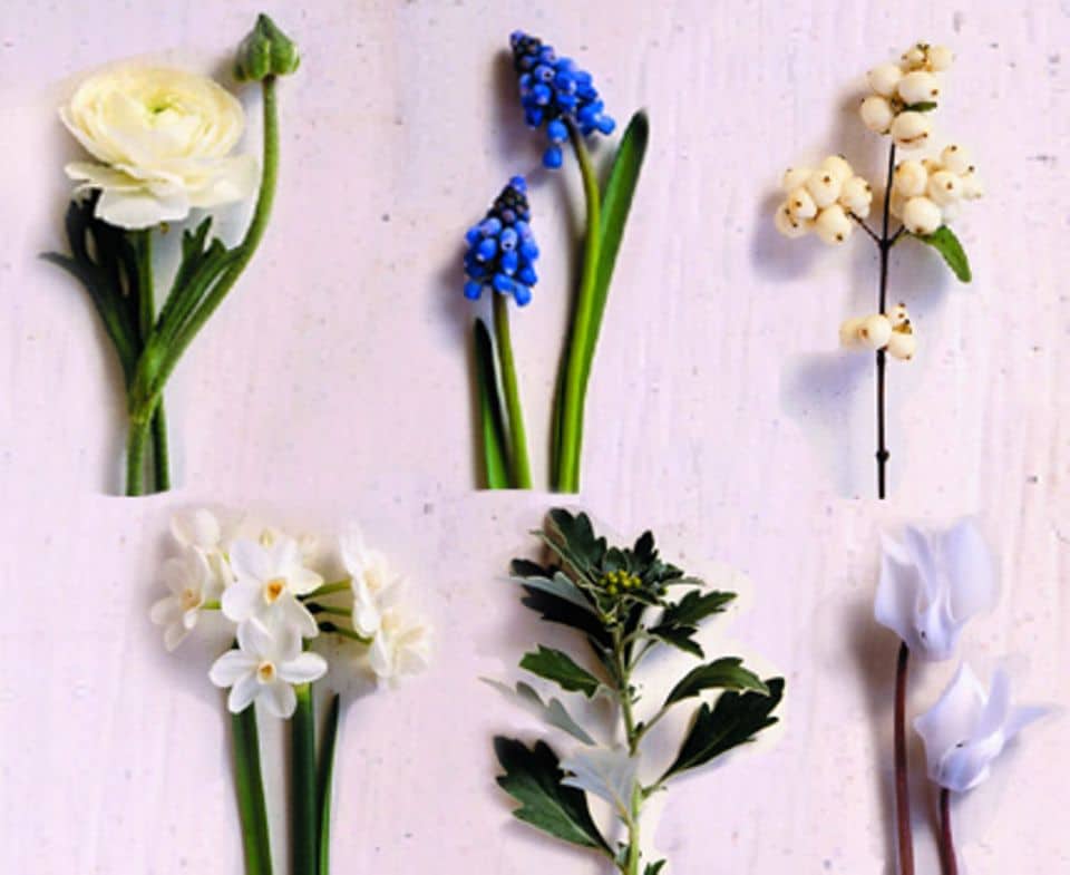 Zu unserem Frühlingsstrauß gehören: Ranunkeln, Hyazinthen, Schneebeeren, Tazette (Duftnarzisse), Silberrand-Chrysanthemen und Cyclamen (von links nach rechts).