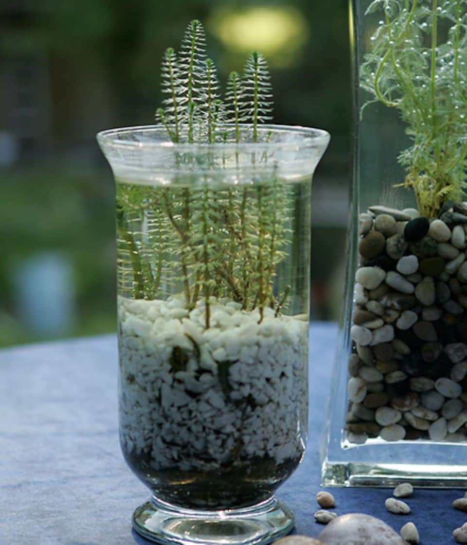 Gartendeko mit Wasserpflanzen im Teich