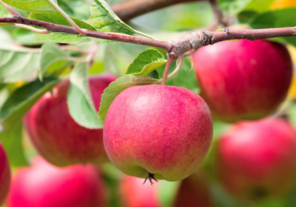 Äpfel im eigenen Garten ernten: legen Sie schon im Frühling den Grundstein für eine reiche Ernte!