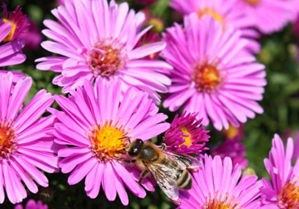 Blütenpower im Herbst: Herbstastern bringen Farbe in den Garten und sind eine der letzten Nahrungspflanzen für Bienen im Garten.