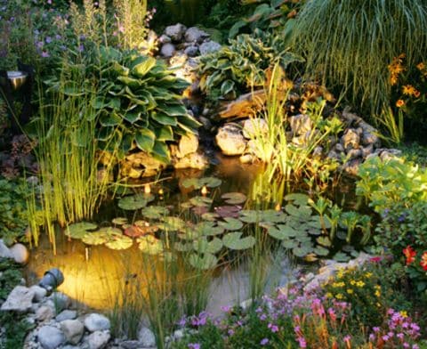 Gartenteich anlegen, bepflanzen und pflegen praktische Tipps