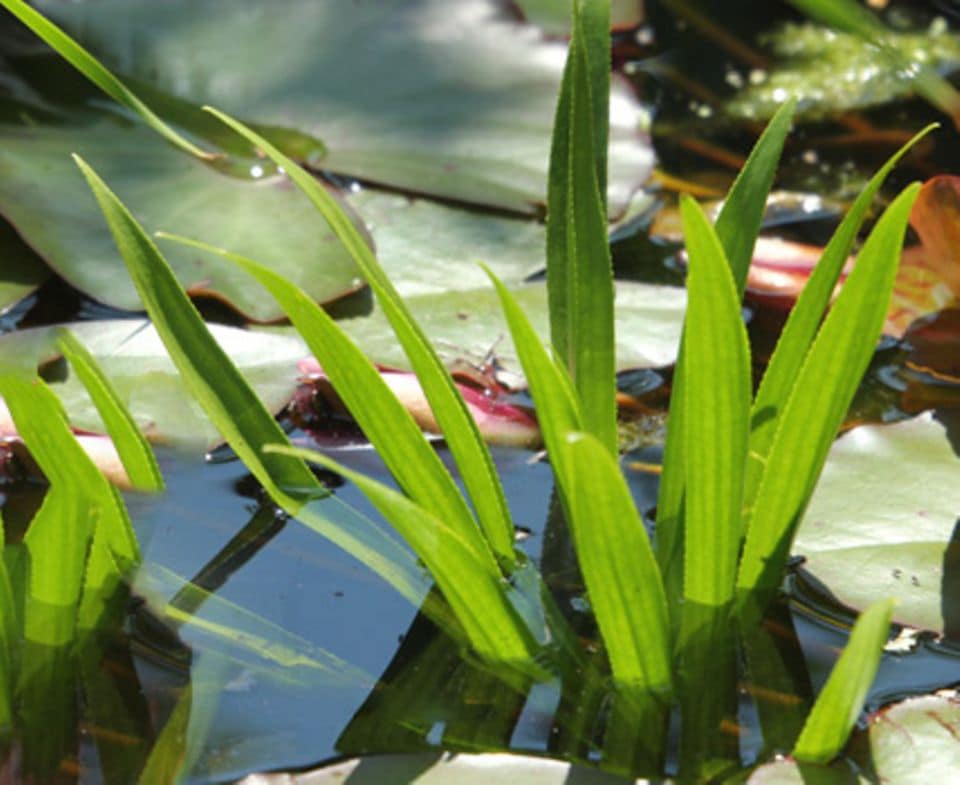 Krebsscheren haben lange, schmale Blätter und schwimmen im Sommer an der Wasseroberfläche. Foto: T. Römling
