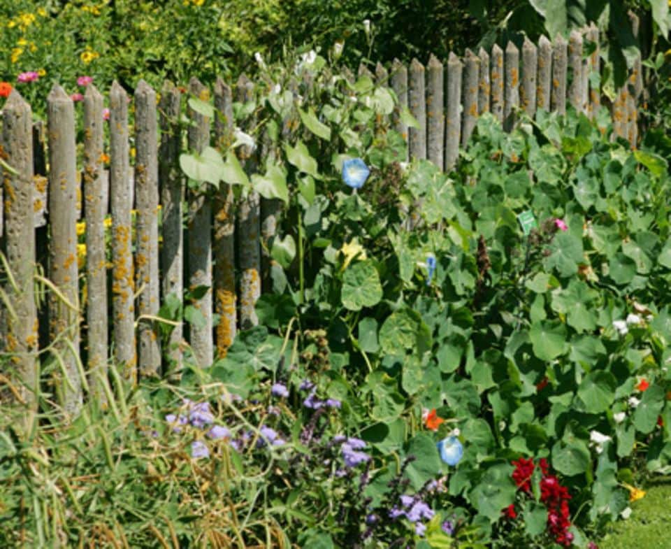 Wachsen dem Gartenzaun bunte Sommerblumen zu Füßen, ist Sommerlaune garantiert.