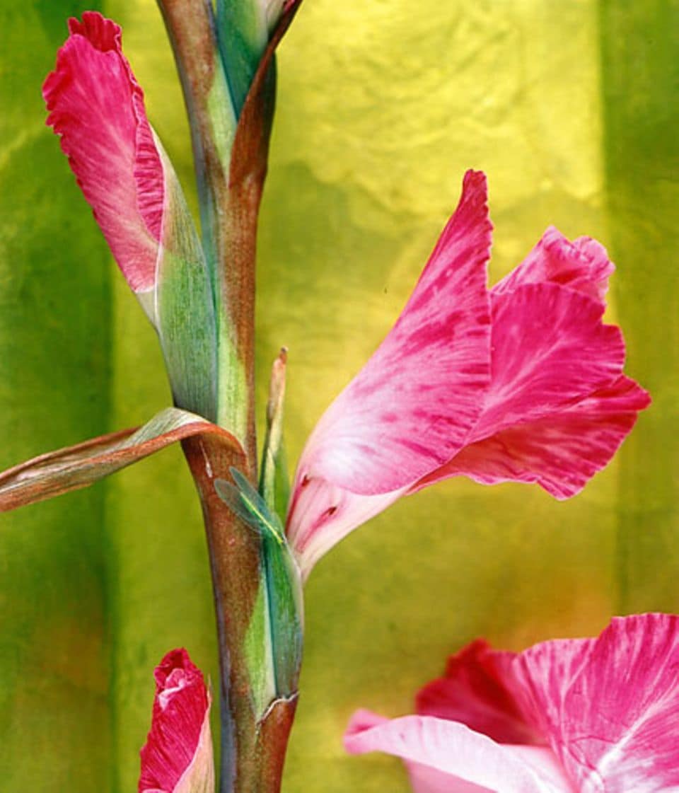 Gladiolen: zwischen zwei Deck­blättern schieben sich die noch eingerollten Blütentrichter hervor.