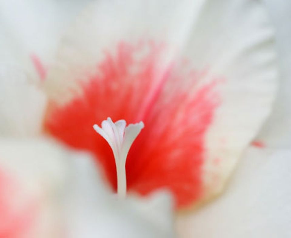 Gladiolen: jede einzelne Blüte ist ein wahres Kunstwerk.