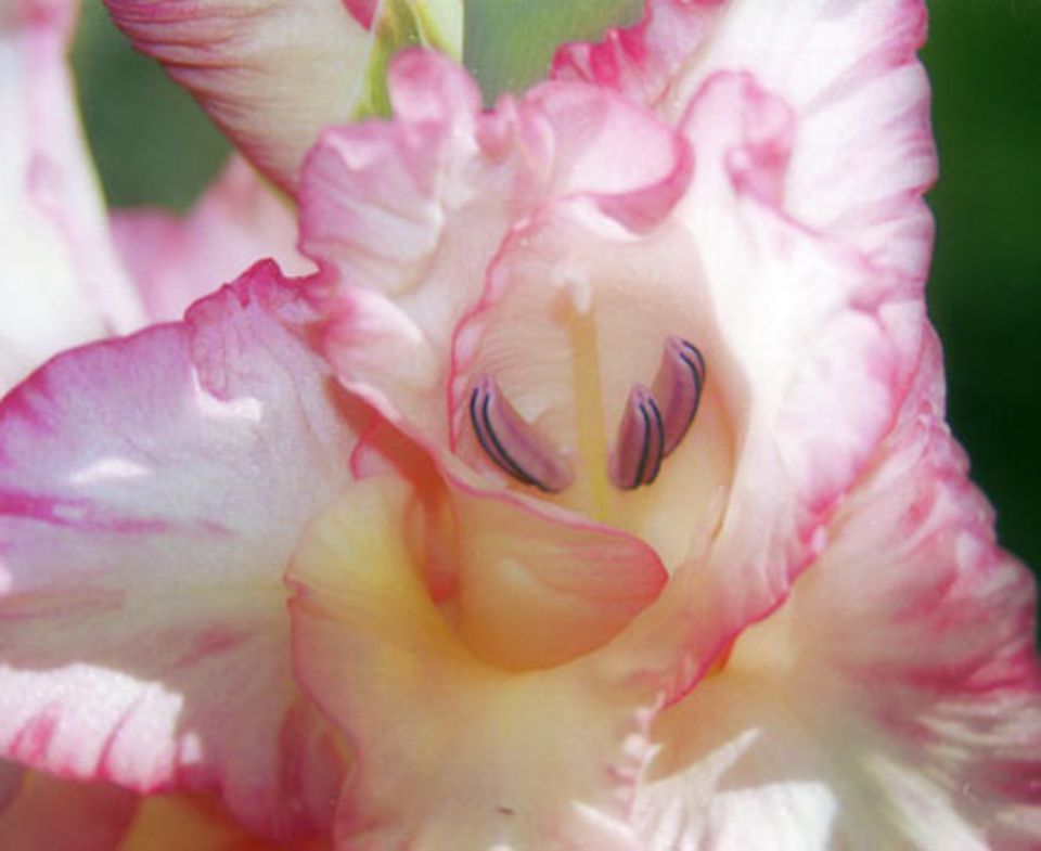 Gladiolen gibt es auch mit gefüllten Blüten.