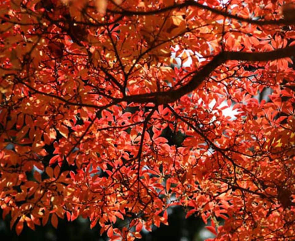 Ob das rote Laub von Blutbuchen oder die satten Herbstfarben von Felsenbirne oder Japanischem Ahorn - Laube ist ein nicht zu unterschätzender Faktor bei der Gartengestaltung.