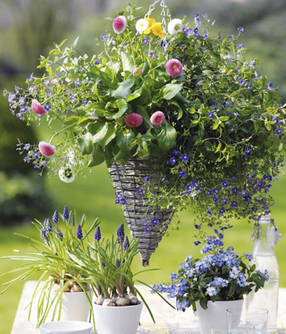 Hanging Basket mit Frühlingsblumen