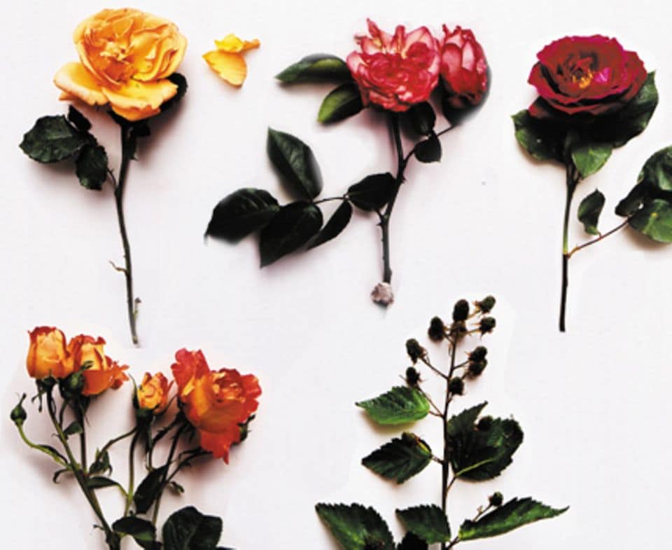 Zu unserem Herbststrauß gehören: Rosen in allen Farben, Ranken von Brombeeren (von links nach rechts).