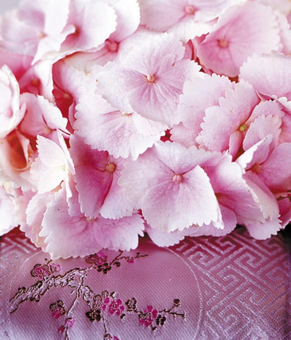 Luftig-zart wirken die vierblättrigen Blüten der Hortensie. Foto: Janne Peters