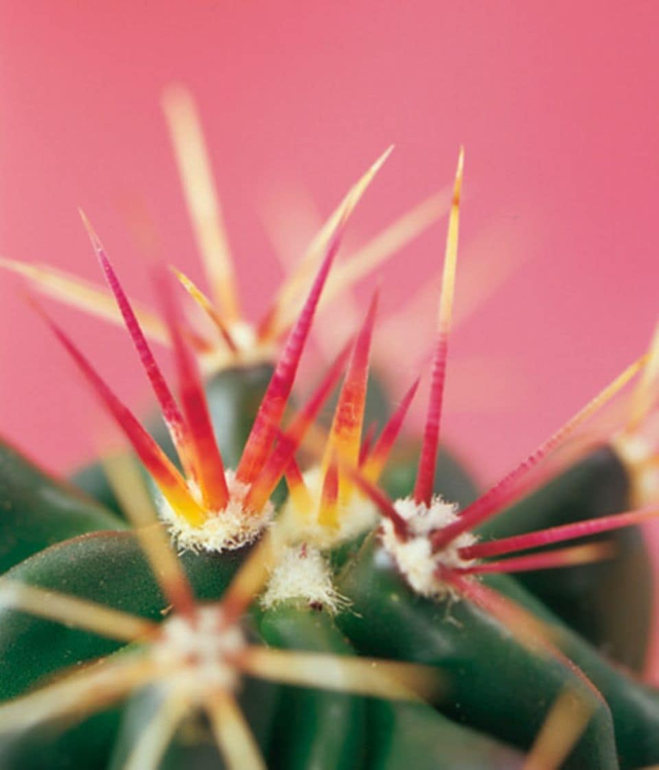 Kaktus mit Strähnchen: Typisch für Fasskakteen (Ferocactus) sind schön ausgefärbte Dornen.