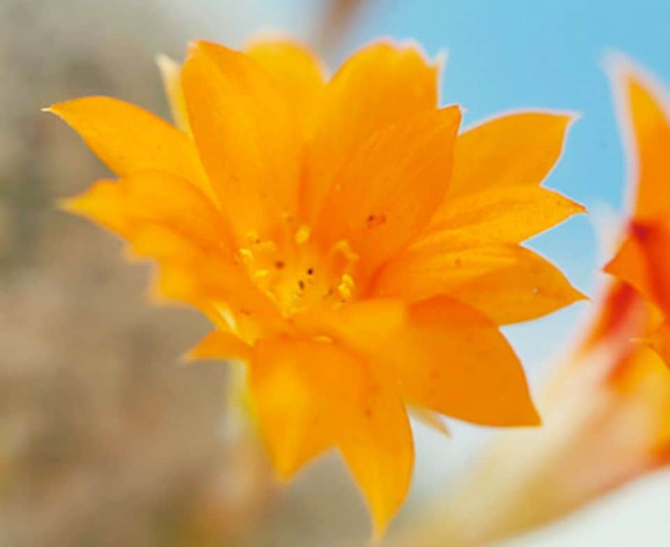 Kaktus in Blüte: Strahlend gelb öffnen sich die Trichterblüten des Zwergkaktus (Rebutia minuscula), wenn die Sonne kräftig scheint.