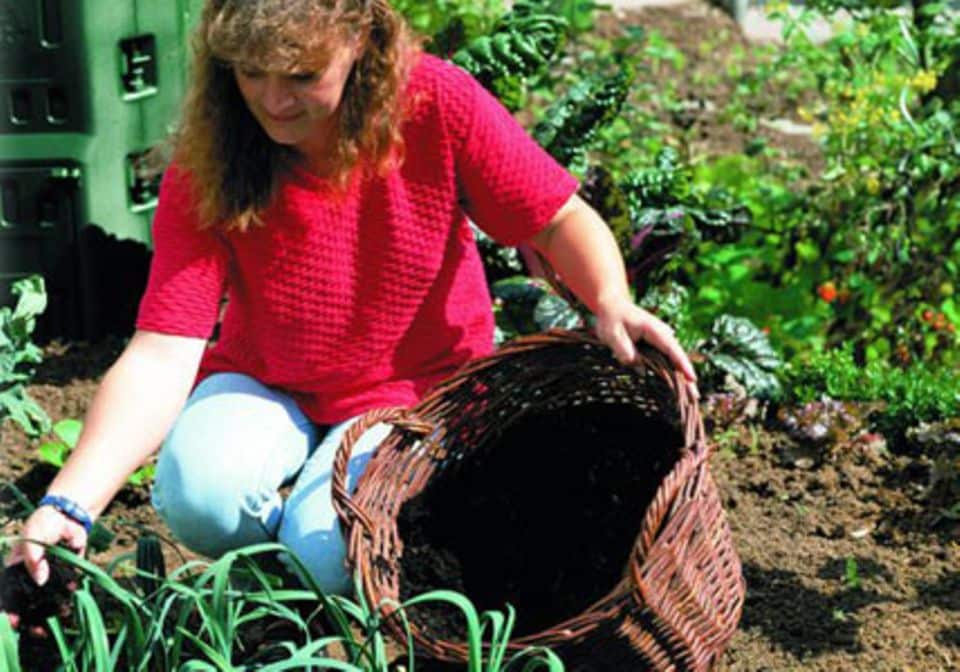 Kompost ist auch perfektes Mulchmaterial im Garten.