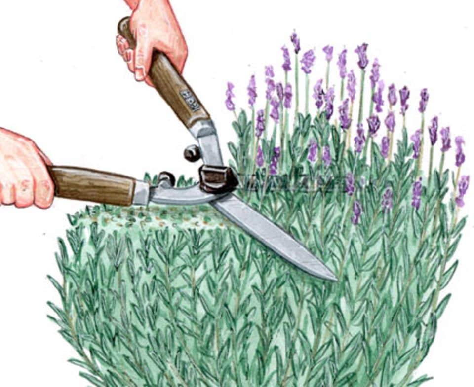 Lavendel: Arten, Schnitt & Pflege