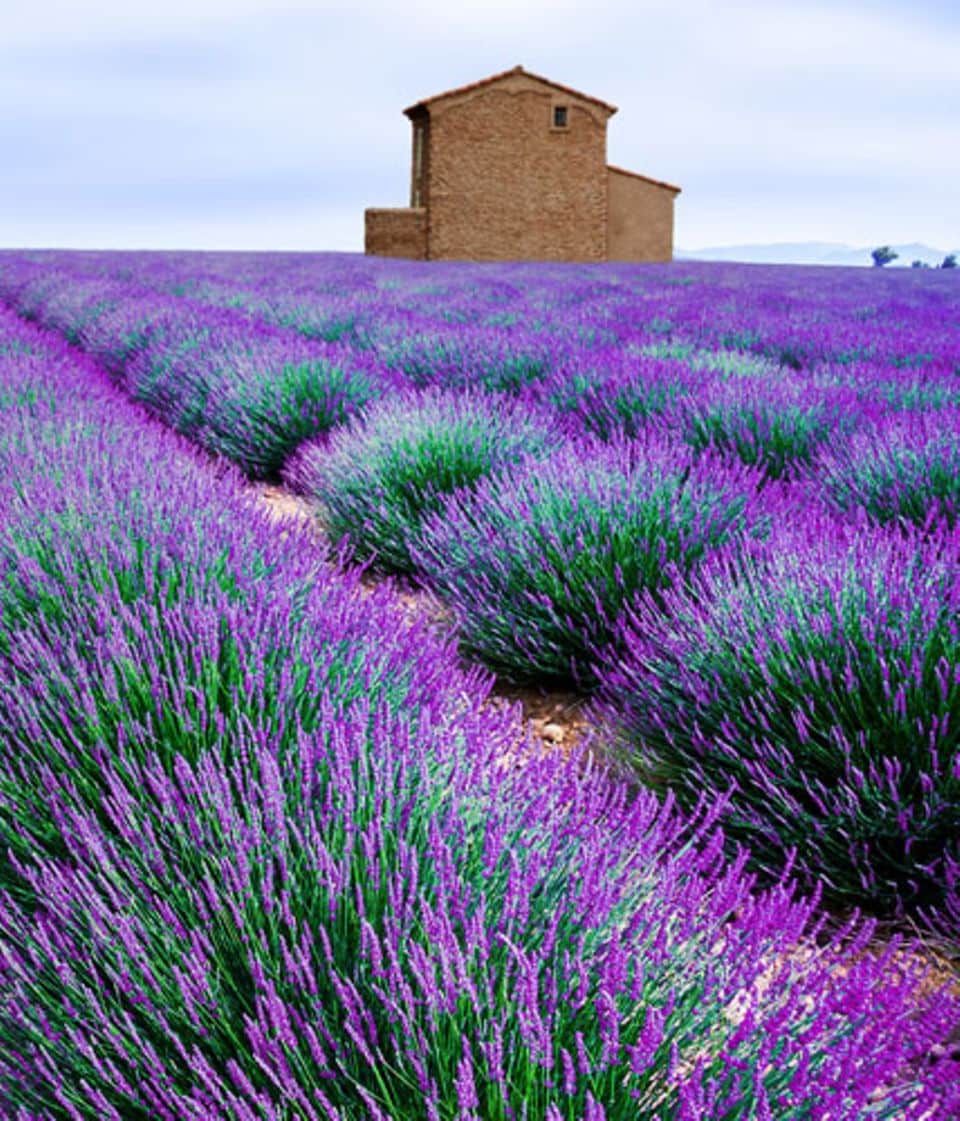Lavendel färbt in Frankreich ganze Landstriche violett