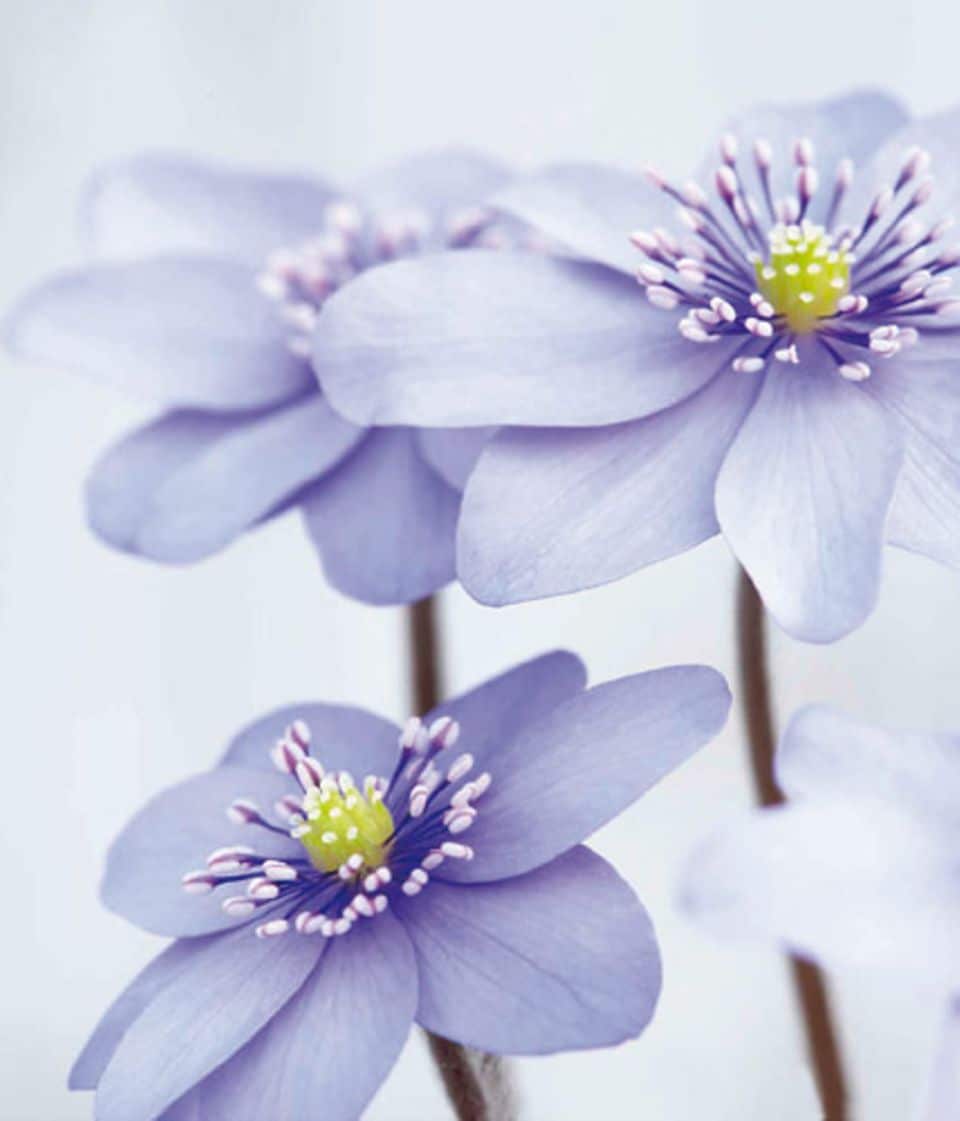 Blaue Magie: Das Leberblümchen Hepatica transsylvanica 'Grethe' stammt ursprünglich aus Rumänien, daher der lateinische Name.