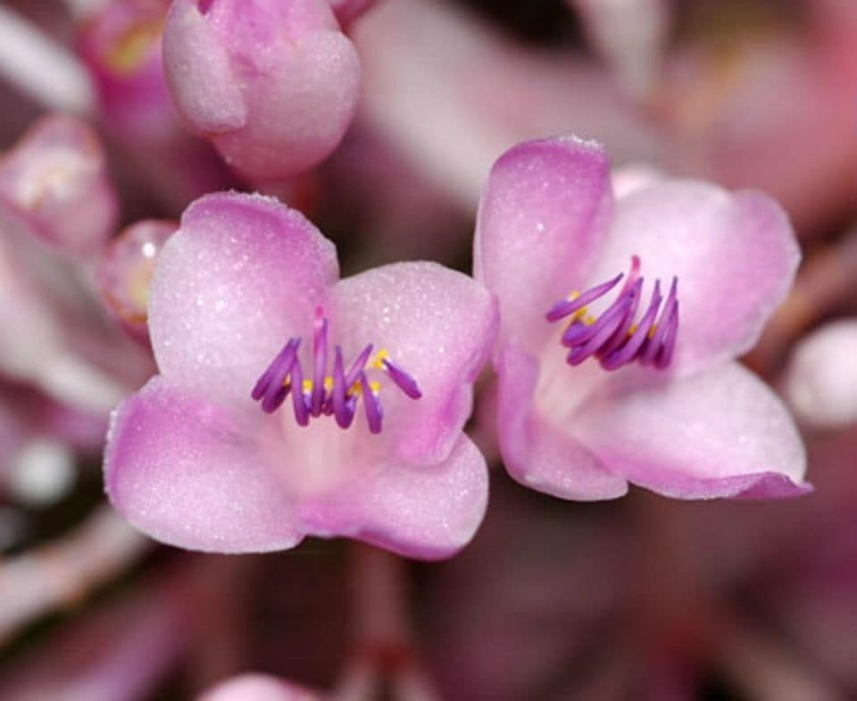 Medinille: die Blütentrauben bestehen aus Einzelblüten.