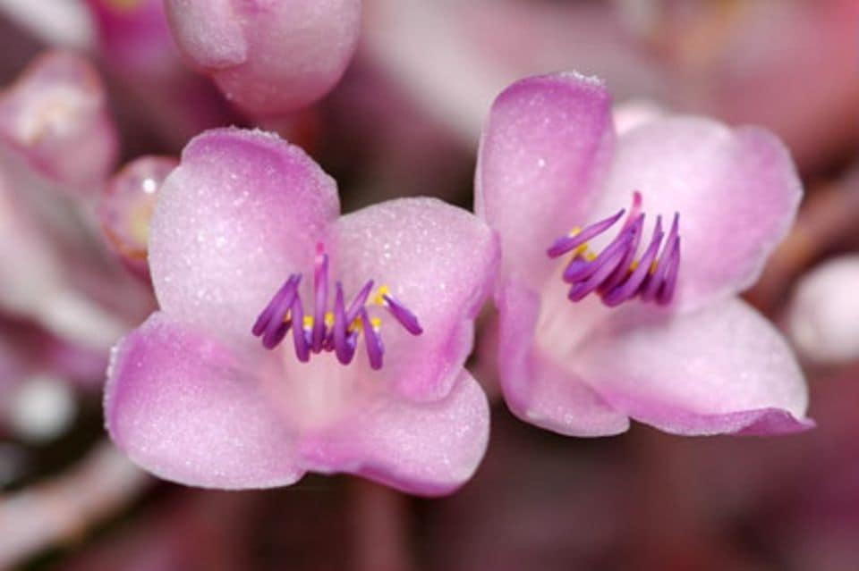 Medinille: die Blütentrauben bestehen aus Einzelblüten.