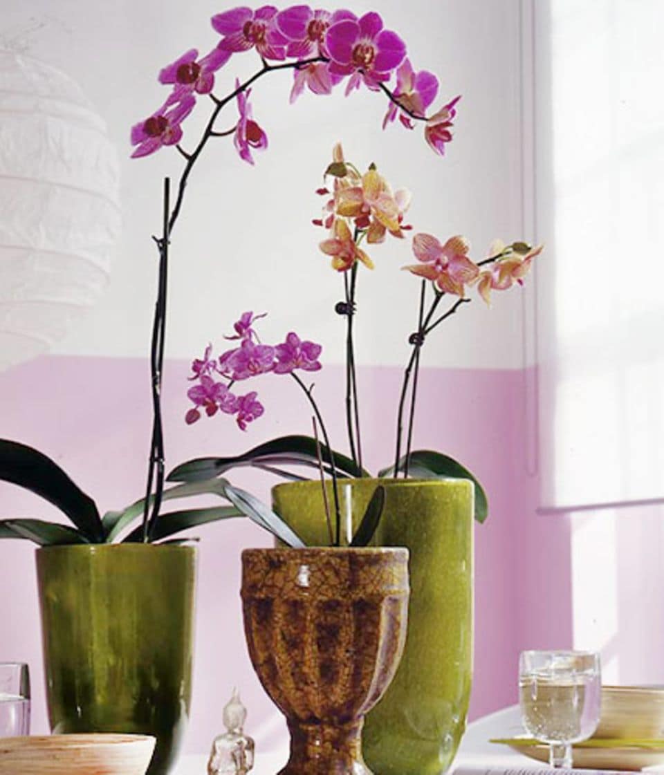 Orchideen: Schätze aus dem Regenwald