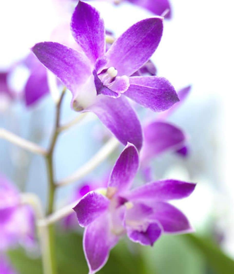 Orchideen: Schätze aus dem Regenwald