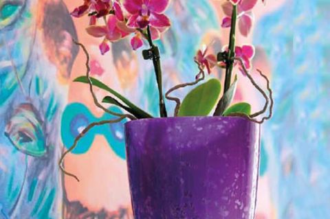 So gedeihen Ihre Orchideen prächtig