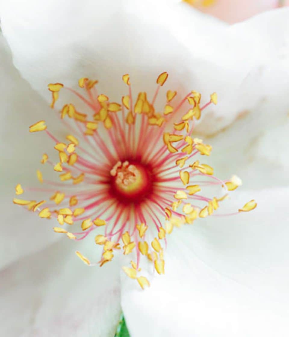 Die Rose Die 'Sweet Pretty' trägt den ganzen Sommer ungefüllte, große Blüten. Reizvoll ist der Kontrast zwischen weißen Blüten und farbigem Innenleben. Foto: Julia Hoersch