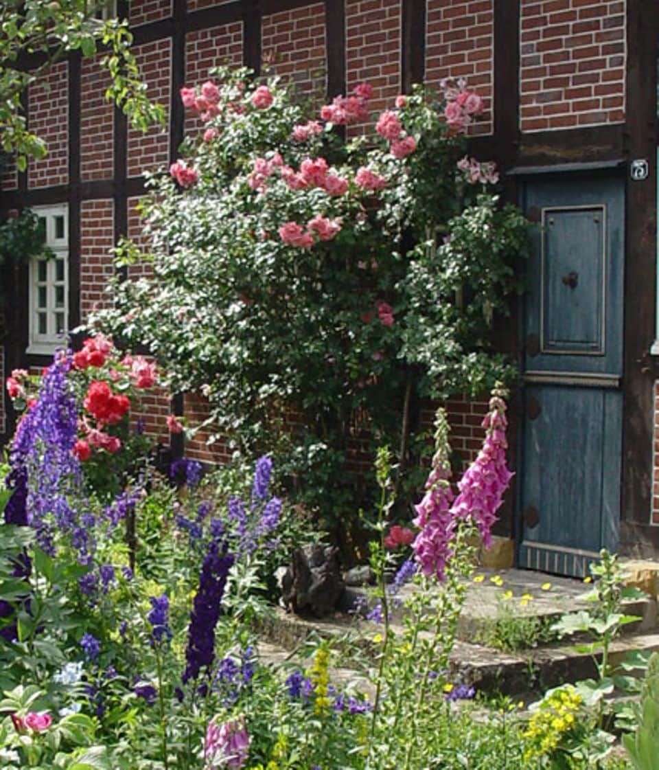 Rose in Hochform: Strauchrosen sind perfekt für sonnige Vorgärten. Foto: Thomas Heß