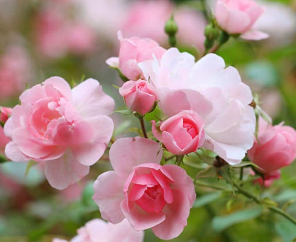 Bezaubernde Blüten sind das Markenzeichen der Rose. Foto: Shutterstock