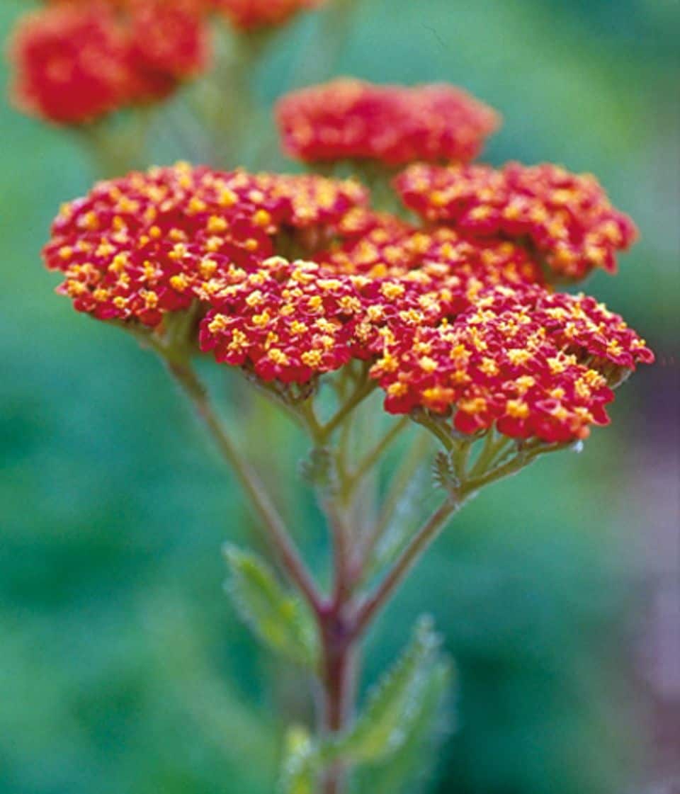 Schafgarben blühen lange, brauchen wenig Pflege und ihre Blüten­farben sind ein Traum - so wie das Rot von 'Walter Funcke'. Foto: Anke Schütz