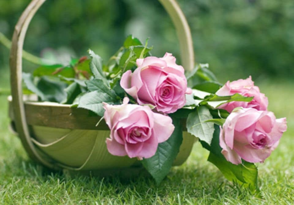 Frisch abgeschnittene Blumen sollten möglichst schnell in die Vase kommen.