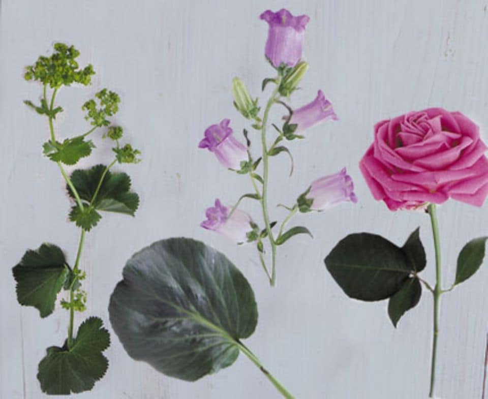 Zu unserem Strauß gehören: Frauenmantel, Bergenienblätter; Glockenblume und rosa Rosen. (von links nach rechts).