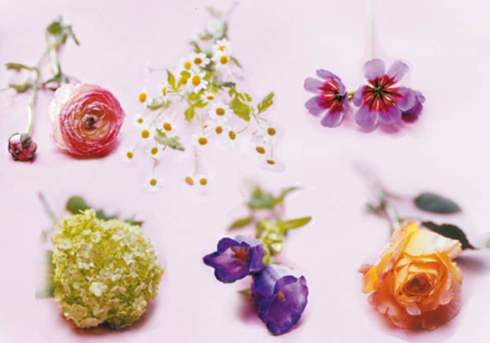 Die Zutaten zu diesem Strauß: Ranunkeln, Mutterkraut, Leucocoryne, Schneeball, Marienglockenblume und Rosen.