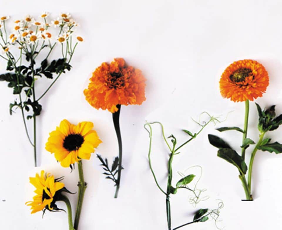 Zu unserem Sommerstrauß gehören: Mutterkraut, Sonnenblumen, Tagetes, Wickenpranken und Ringelblumen (von links nach rechts).