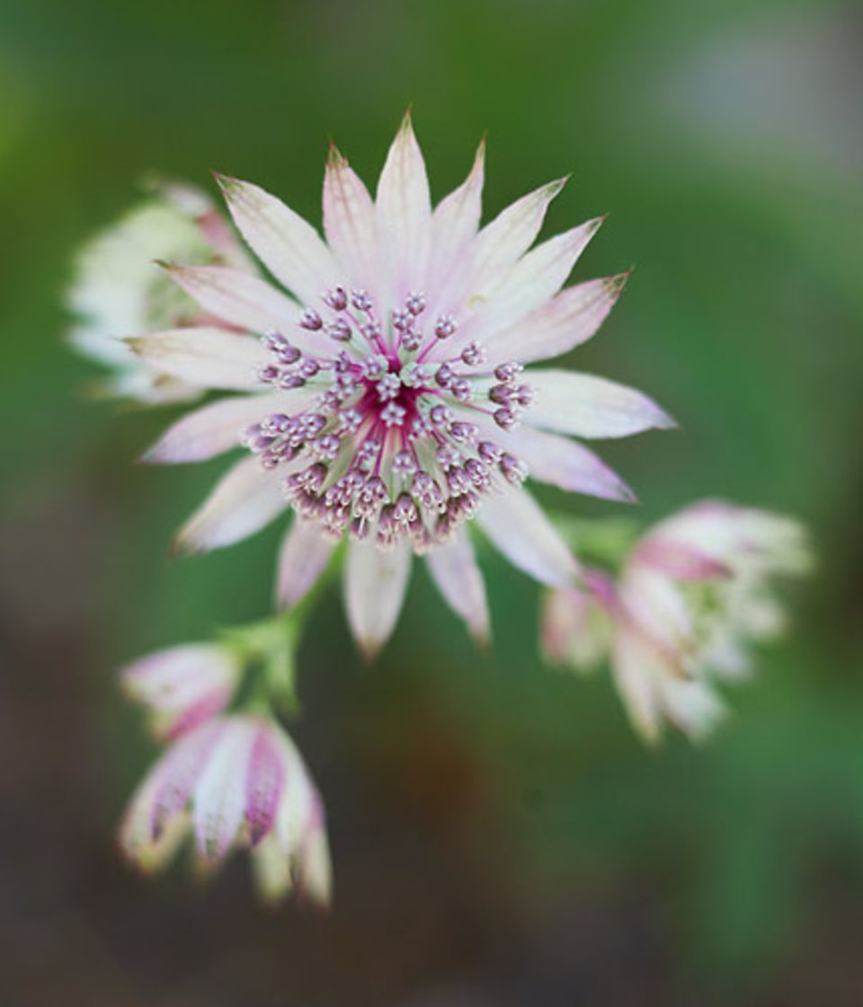 Sterndolden (hier Astrantia major) tragen Kronen aus winzigen Blüten, die von einem Strahlenkranz aus passend gefärbten Hochblättern umgeben sind.
