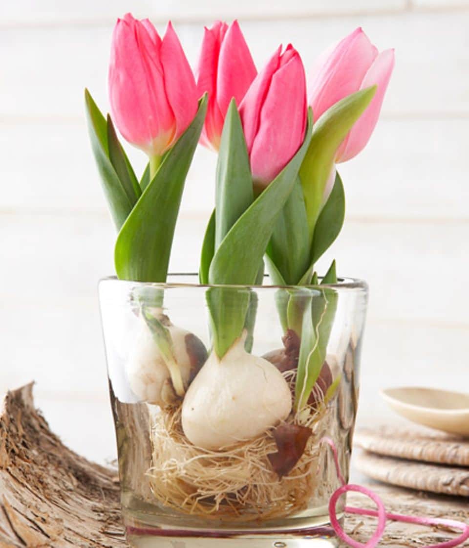 Tulpen-Cocktail: Tulpen aus dem Topf nehmen, Zwiebeln abspülen und in ein Glas setzen. Nur so viel Wasser einfüllen, dass die Wurzeln gerade bedeckt sind.