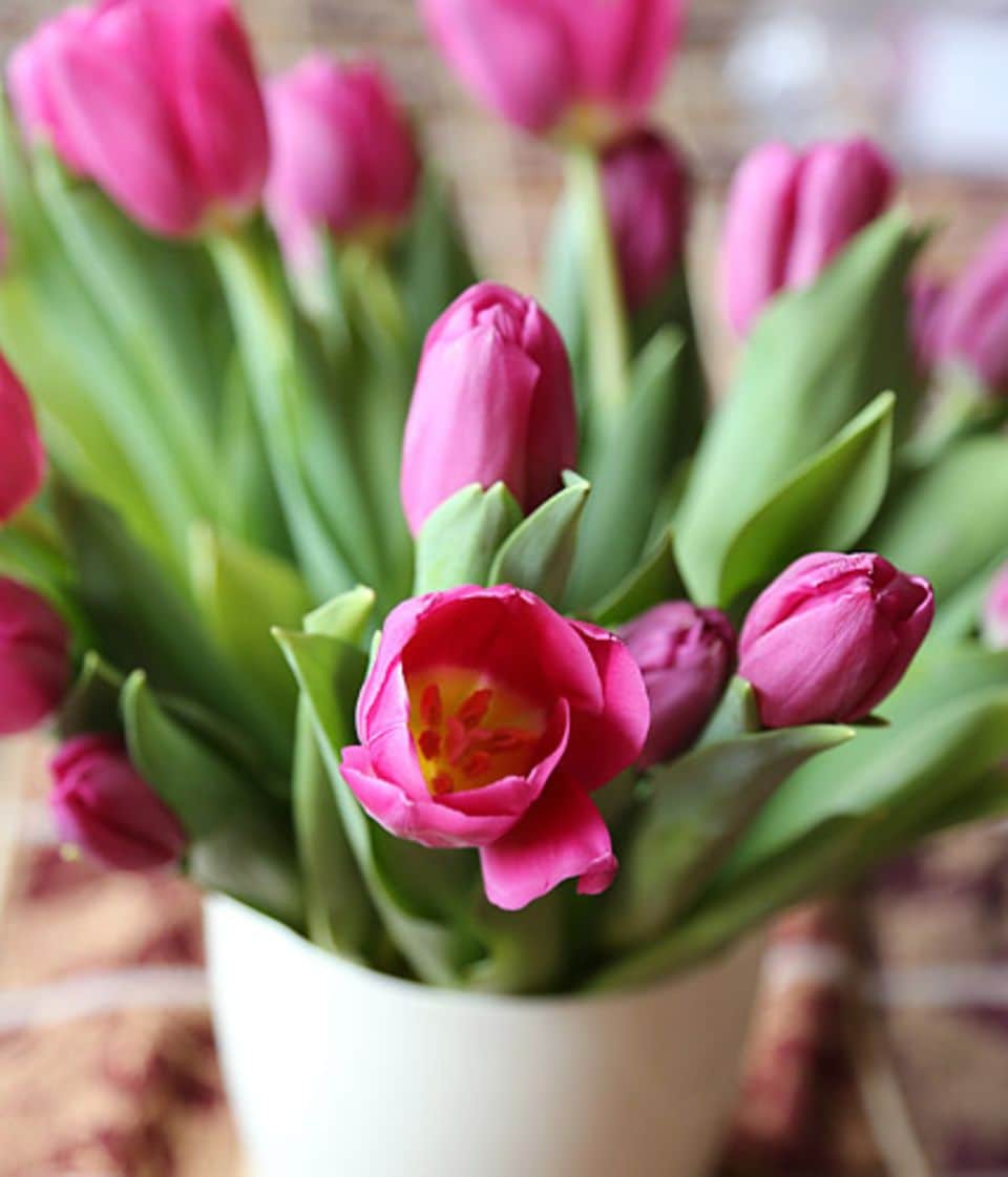 Tulpen sind dankbare Vasenblumen.
