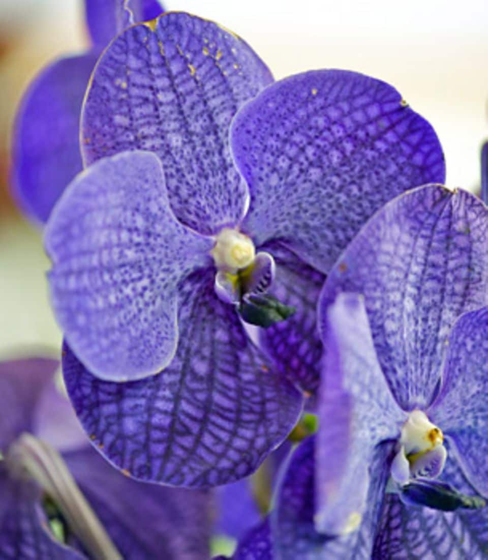 Vanda-Orchidee 'Blue Magic': Blüten wie Edelsteine.